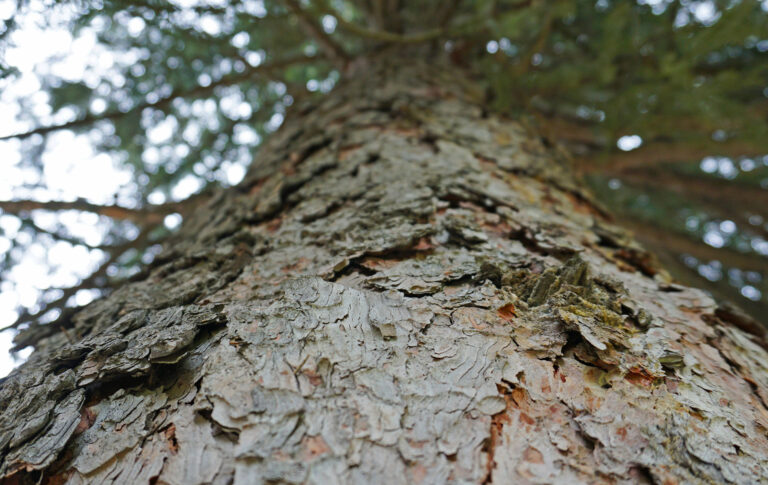 Macro photography of coniferous tree bark. The bark peels off from the tree trunk. Green branches of a spruce are visible.