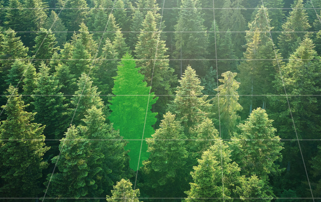 Ilmakuva metsäalueesta, jossa yksittäinen puu on digitaalisesti korostettu metsädatan ja analytiikan symbolina