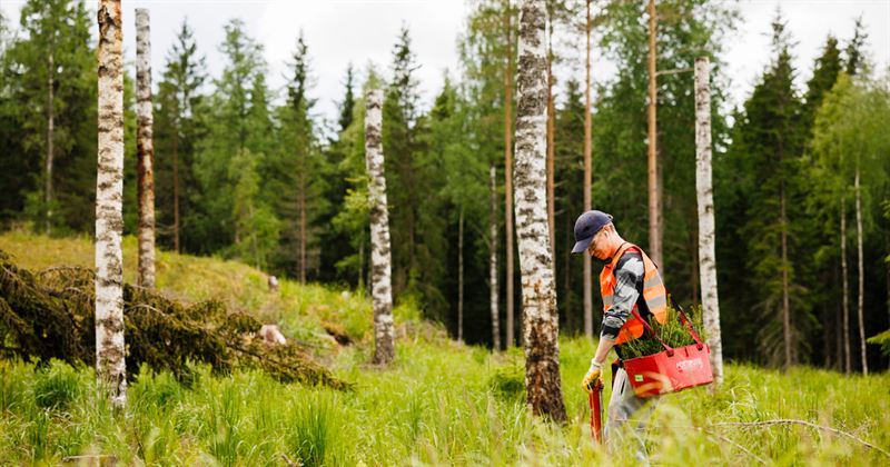 Kesätyöntekijä istuttamassa puuntaimia hakkuualueelle