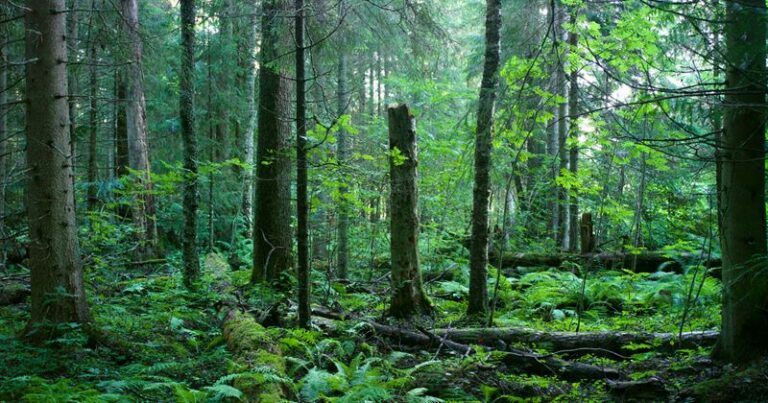 Metsän suojeluun soveltuva monimuotoinen metsä Suomessa, jossa on vanhaa puustoa ja lahopuuta.