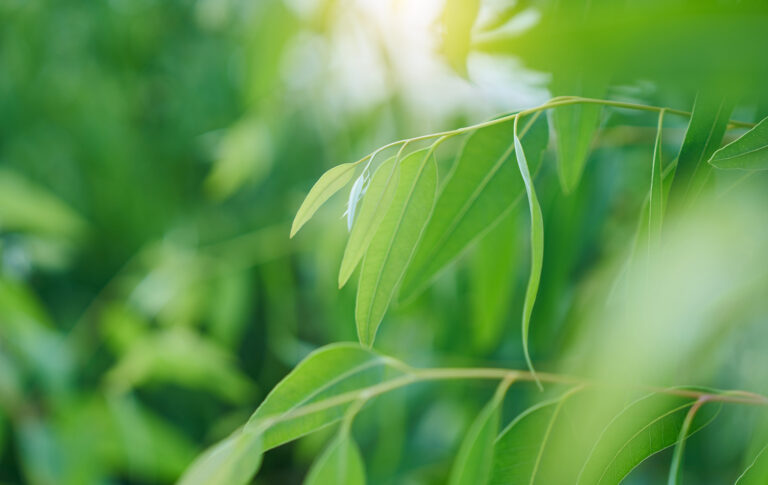 Eukalyptuksen lehtiä lähikuvassa pehmeässä auringonvalossa.
