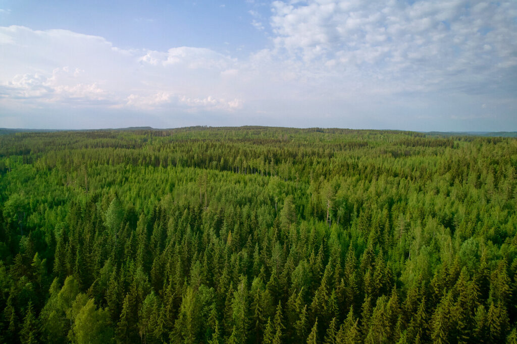Ilmakuva tiheästä suomalaisesta havumetsästä kesäisenä päivänä sinisen taivaan alla.