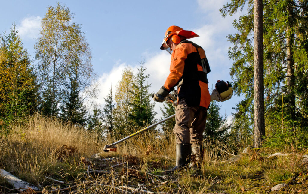 Metsätyöntekijä raivaa metsää raivaussahalla syksyisessä metsässä aurinkoisena päivänä.