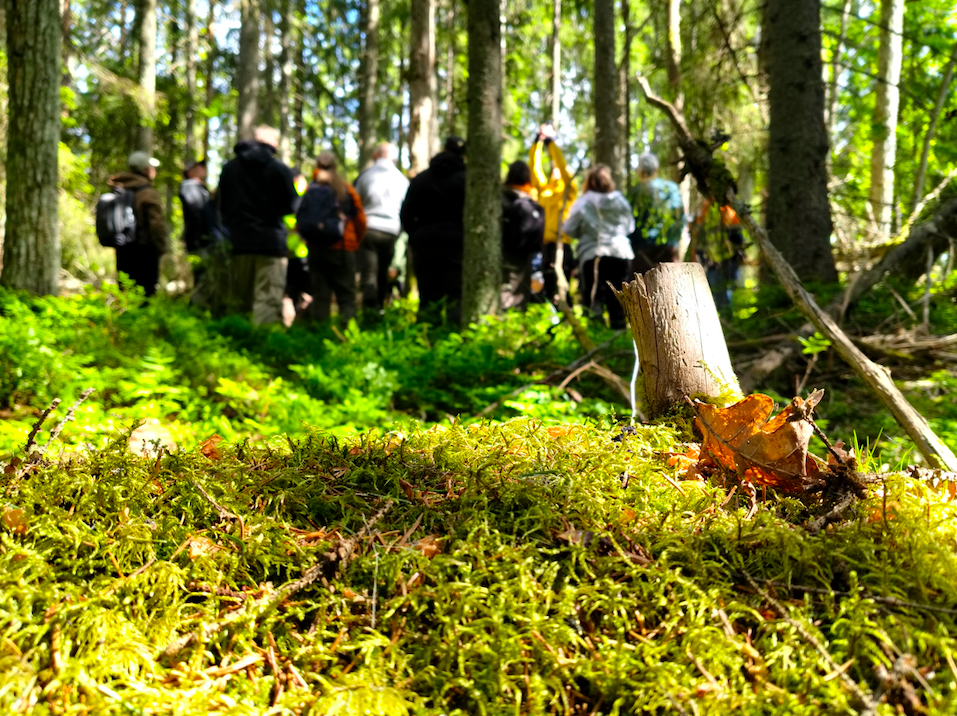 Ryhmä ihmisiä opastetulla luontoretkellä vehreässä suomalaisessa havumetsässä sammaleisen maaston äärellä.