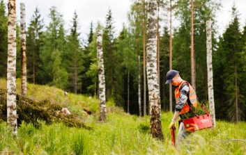 Kesätyöntekijä istuttamassa puuntaimia hakkuualueelle