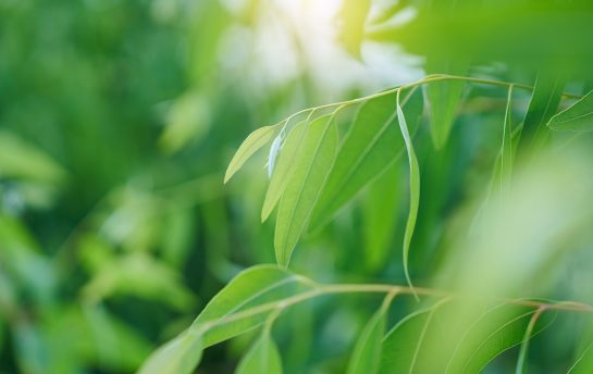 Eukalyptuksen lehtiä lähikuvassa pehmeässä auringonvalossa.