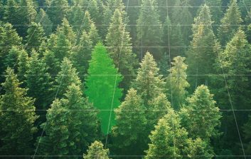 Ilmakuva metsäalueesta, jossa yksittäinen puu on digitaalisesti korostettu metsädatan ja analytiikan symbolina