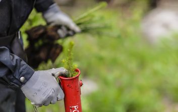 Henkilö istuttaa puuntaimia