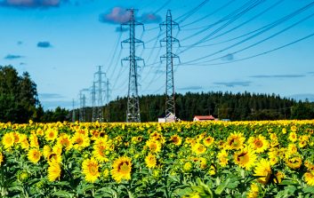 Keltaisia auringonkukkia sähkövoimalinjan ja sinisen taivaan alla