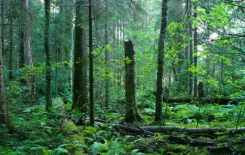 Metsän suojeluun soveltuva monimuotoinen metsä Suomessa, jossa on vanhaa puustoa ja lahopuuta.